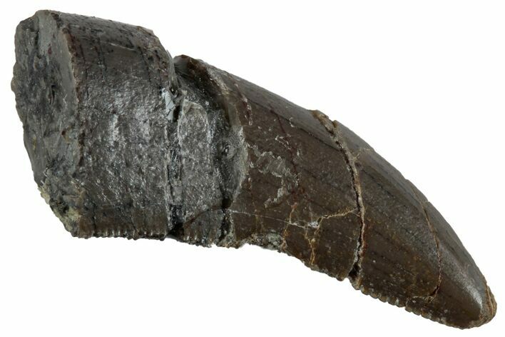 Serrated Megalosaurid (Marshosaurus) Tooth - Colorado #261674